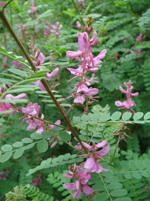 Indigofera heterantha fleur P28